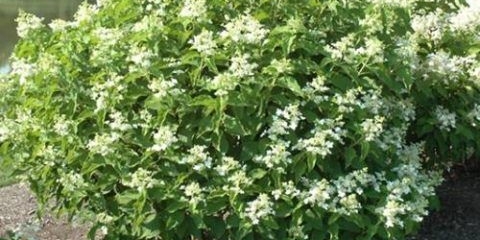 Hydrangea paniculata magical starlight: opis, fotografije i recenzije